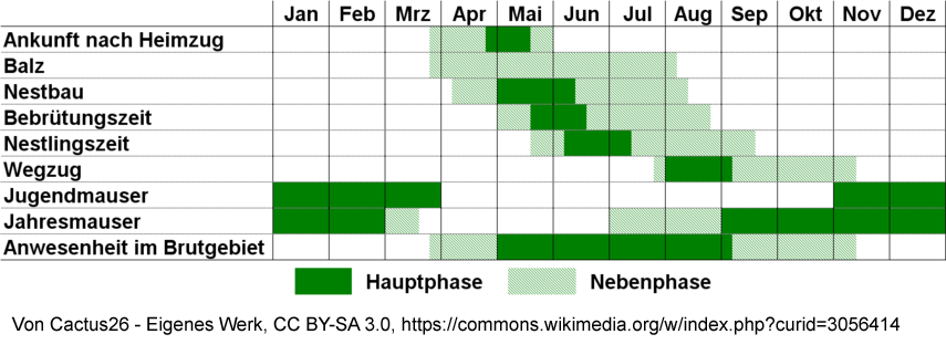 Jahreszyklus der Mauersegler